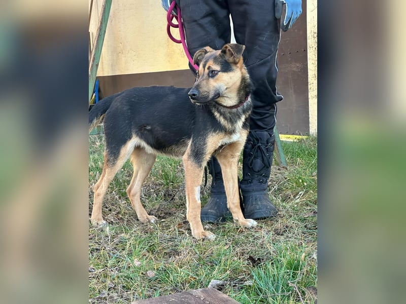 Gofi, geboren 01.08.2024, 46cm sucht seine Menschen