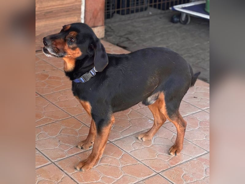 Janos, geb. 05.2020, 46cm sucht seine Menschen