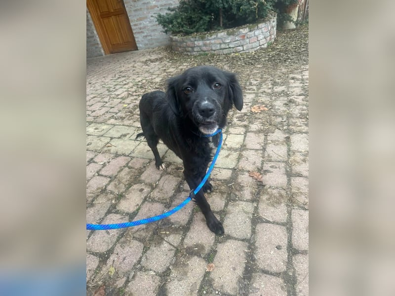 Zsazsa, geb. 01.2025, 52cm sucht ihr für immer Körbchen