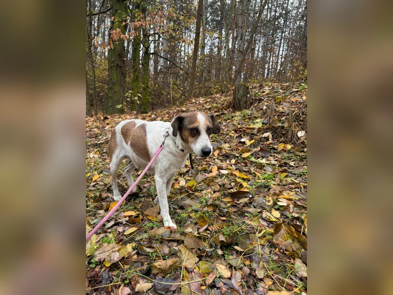 Csiri, 4 Jahre, 45cm sucht ihr Körbchen