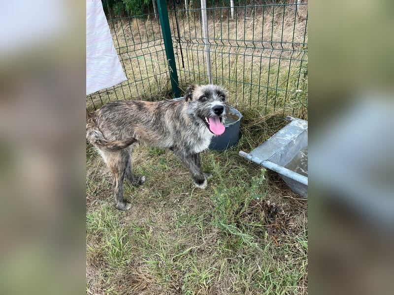 Freddy, geboren 01.09.2024, 54cm sucht sein seine Menschen