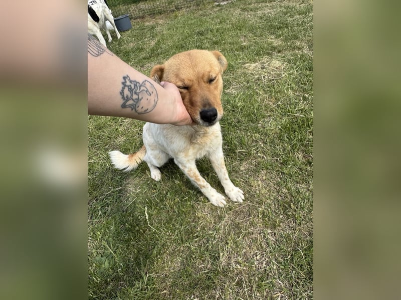 Ginger, geboren 01.01.2022, 44cm sucht ihr Herzenszuhause