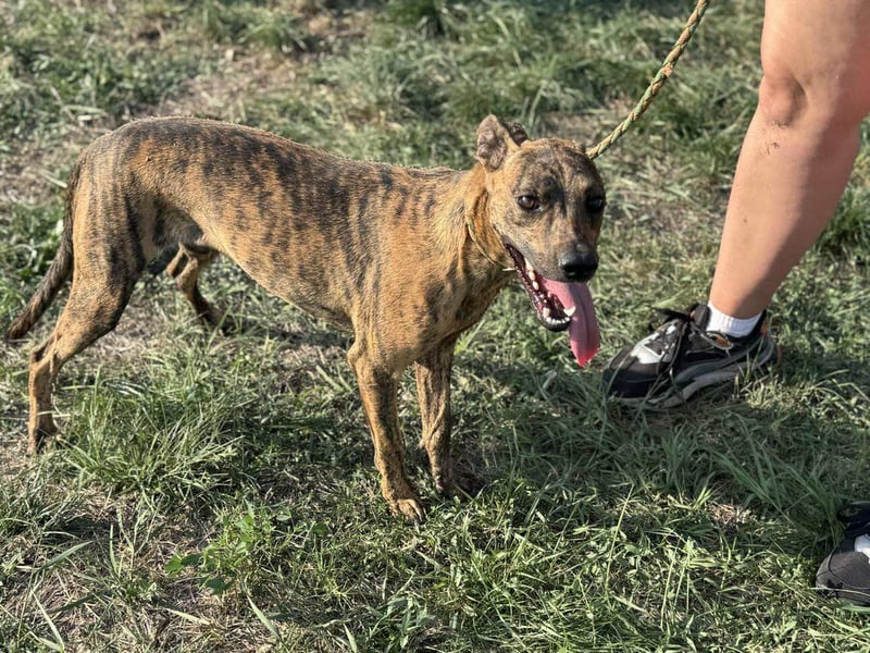 Cosmo, geboren 09.2023, 49cm sucht sein Abenteuer