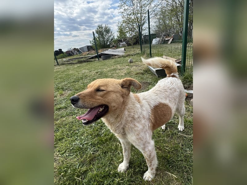 Ginger, geboren 01.01.2022, 44cm sucht ihr Herzenszuhause