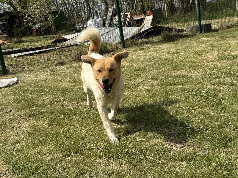 Ginger, geboren 01.01.2022, 44cm sucht ihr Herzenszuhause