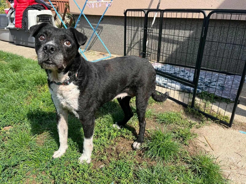 Thea, geboren 01.01.2015, 45cm sucht ruhiges Zuhause