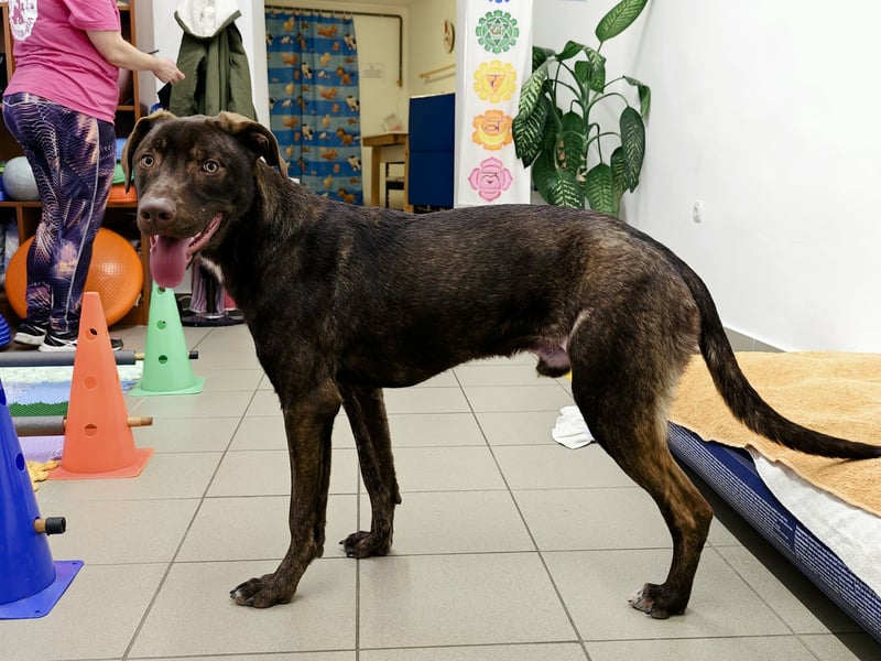 Philip, geb. 04.2025, 53cm sucht seine Menschen