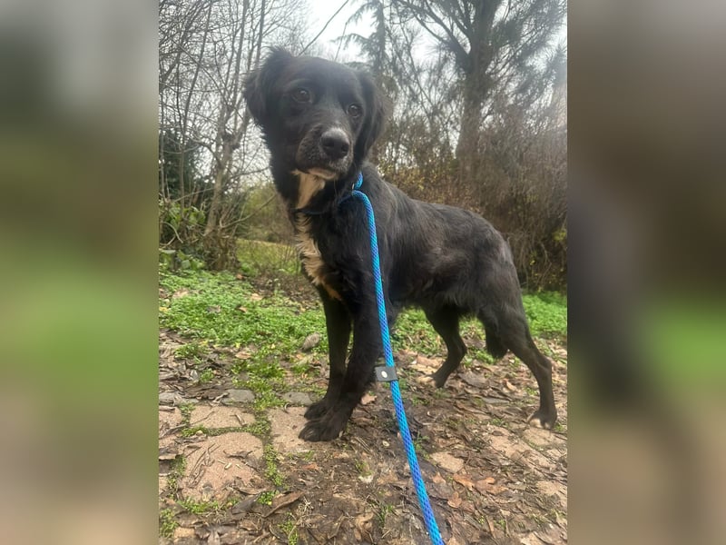 Zsazsa, geboren 02.01.2025, 52cm sucht ihre Menschen