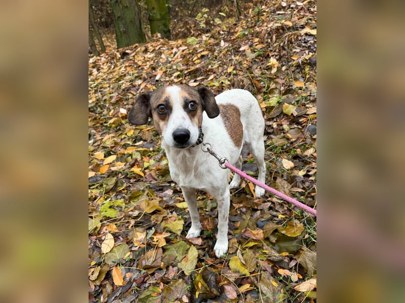 Csiri, 4 Jahre, 45cm sucht ihr Körbchen