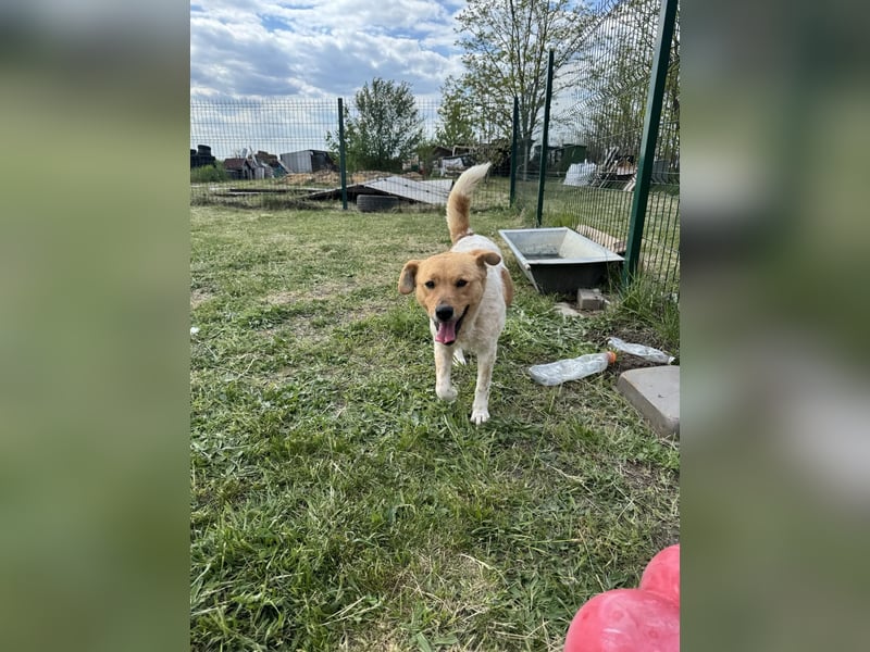Ginger, geboren 01.01.2022, 44cm sucht ihr Herzenszuhause