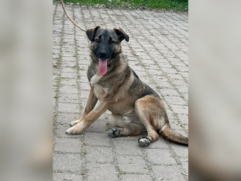 Mano, geboren 11.09.2025, 33cm sucht sein Glück