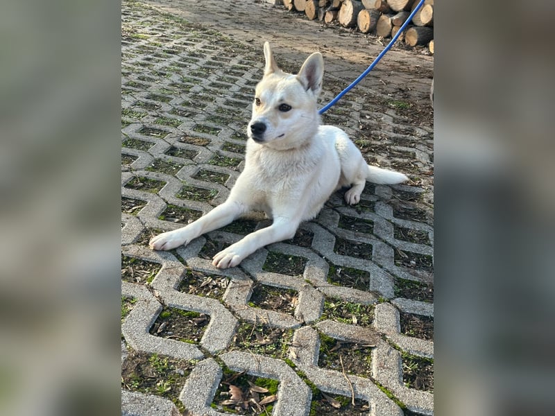 Wendy, geboren 20.11.2024, 45cm sucht ihre Menschen