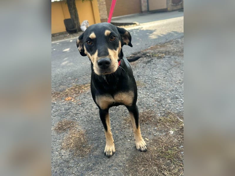 Bella, geboren 05.07.2022, 50cm sucht ihr Zuhause