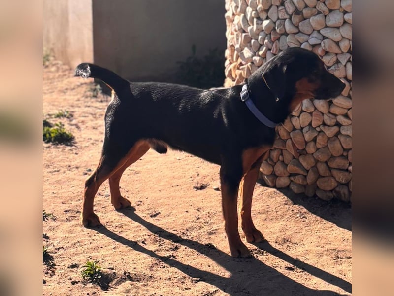 Janos, geb. 05.2020, 46cm sucht seine Menschen