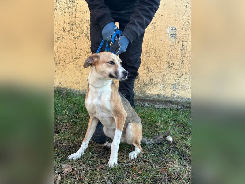 Reyla, geboren 01.05.2025, 49cm sucht ihre Menschen