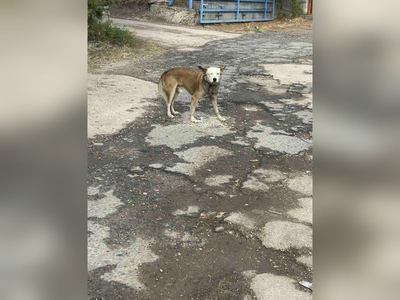 Princess, 2 Jahre, 45cm sucht seine Menschen