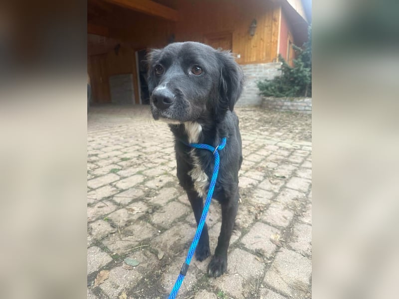 Zsazsa, geb. 01.2025, 52cm sucht ihr für immer Körbchen