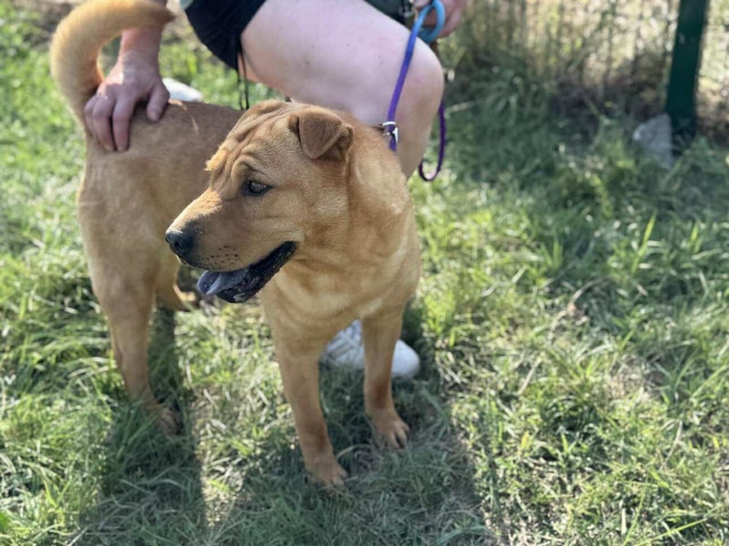 Cain, geboren 2018, 44cm sucht ein liebevolles Zuhause