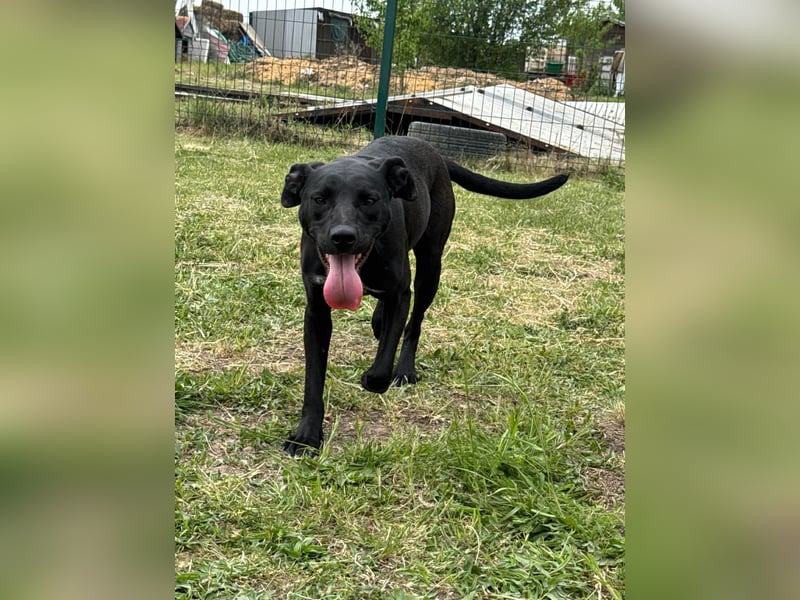 Hetty, geb. 01.2025 sucht ihre Menschen