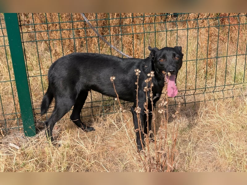 Houdini, geboren 01.11.2025, 45cm sucht sein Körbchen