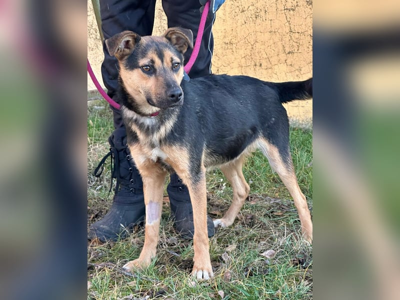 Gofi, geboren 01.08.2024, 46cm sucht seine Menschen