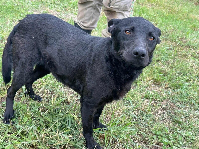 Dennis, geboren 01.06.2023, 53cm sucht nach seinem Glück