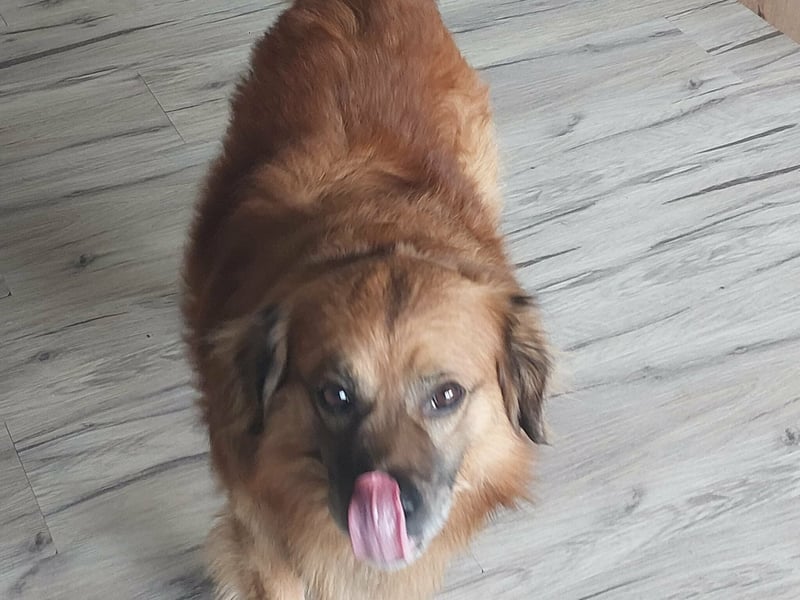 Luke, 8 Jahre, 52cm sucht neues Zuhause