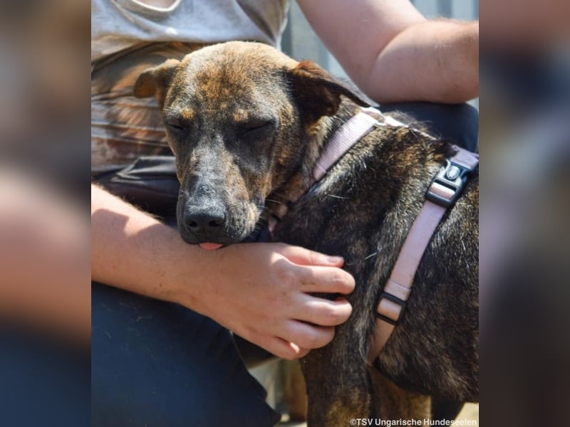 Cindy, geb. 06/2022, 48 cm, sucht ihre Menschen