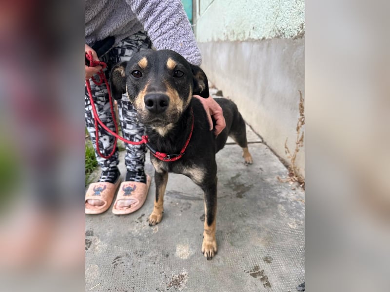 Mirella, geboren 05.12.2023, 46cm sucht ihre Menschen