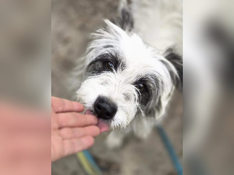 Panda, geboren 01.08.2024, 48cm sucht ihr Für-immer-Zuhause