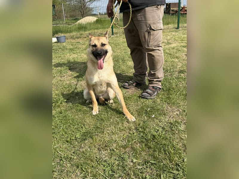 Joker, geboren 01.08.2024, 49cm sucht sein Abenteuer