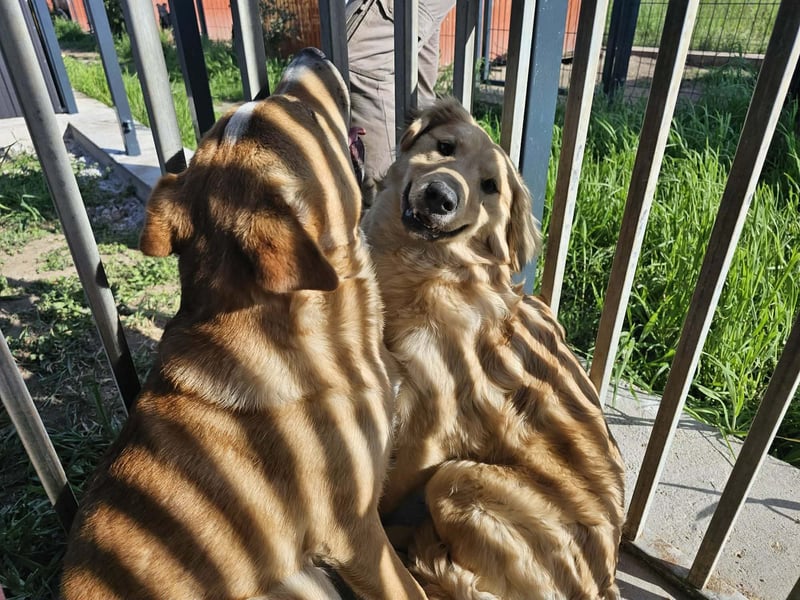 Bonita, geboren 25.08.2025, 44cm sucht tierliebe Menschen