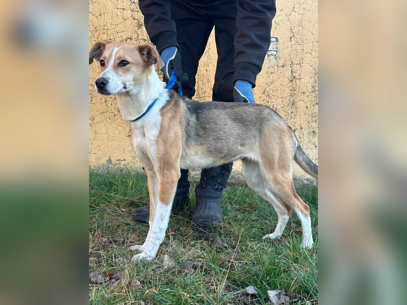 Reyla, geboren 01.05.2025, 49cm sucht ihre Menschen