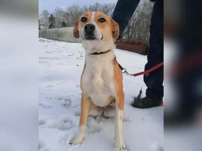 Reyla, geboren 01.05.2025, 49cm sucht ihre Menschen