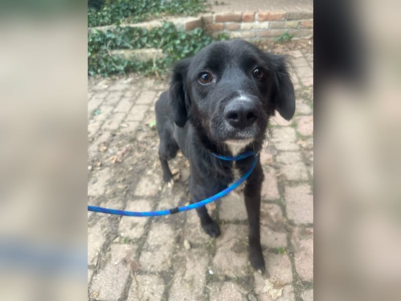 Zsazsa, geb. 01.2025, 52cm sucht ihr für immer Körbchen