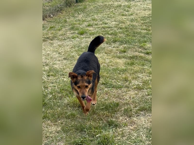Gombi, geb. 08.2021, 50cm, sucht sein Glück