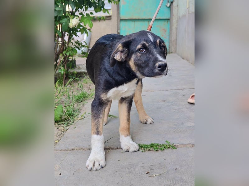 Borisz, geboren 28.12.2025, 42cm sucht sein Körbchen