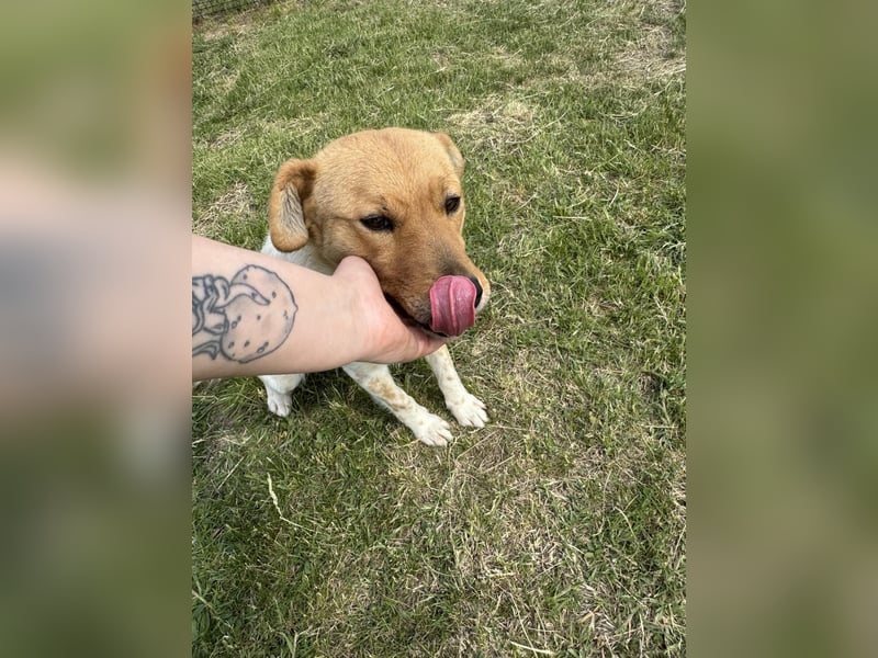 Ginger, geboren 01.01.2022, 44cm sucht ihr Herzenszuhause