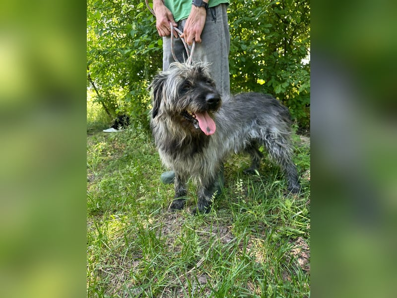 Ficko, geb. 08/2022, 47 cm, wartet auf seine Menschen