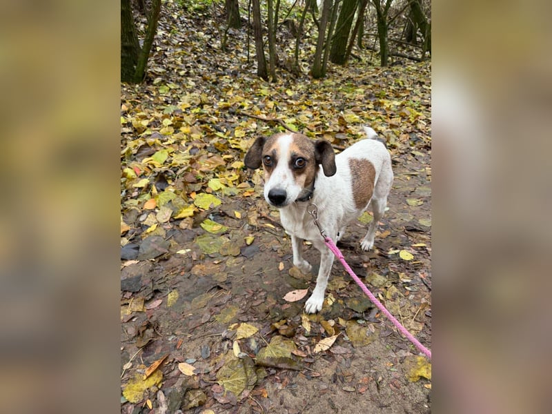 Csiri, 4 Jahre, 45cm sucht ihr Körbchen