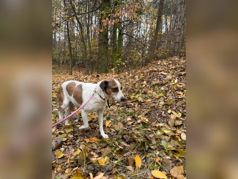 Csiri, 4 Jahre, 45cm sucht ihr Körbchen