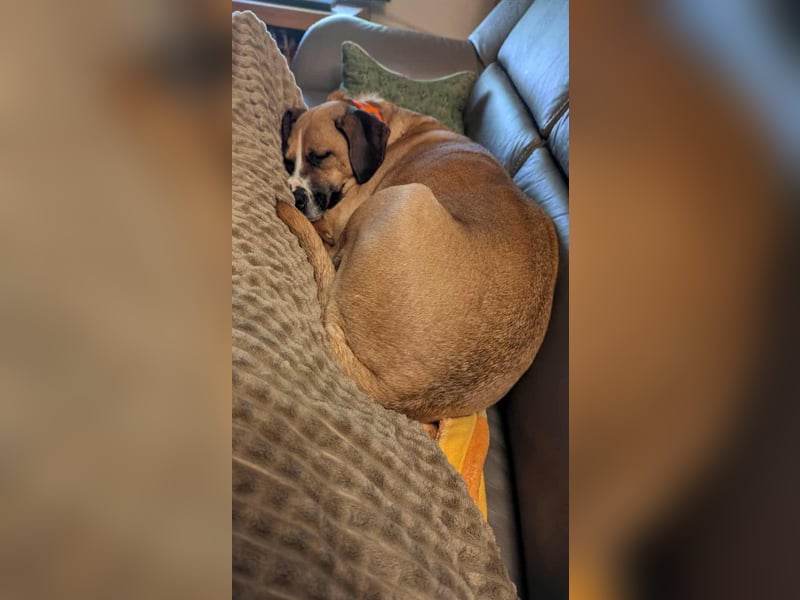 Miranda, geboren 16.08.2020, 49cm sucht ihr für immer Zuhause (Pflegestelle in Deutschland)