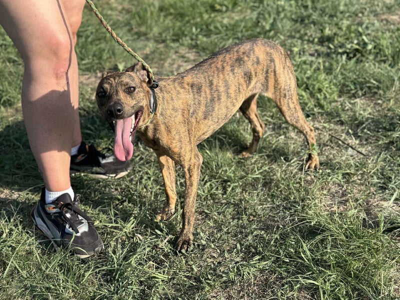 Cosmo, geboren 09.2023, 49cm sucht sein Abenteuer