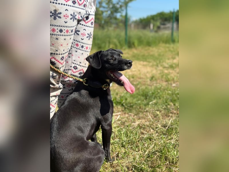 Loco, 24.03.2024 geboren, 43cm sucht sein Zuhause (Pflegestelle Deutshcland)