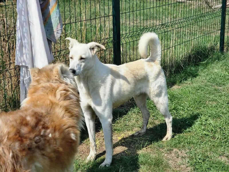 Mirko, geb. 15.10.2021, 49 cm, sucht seine Menschen