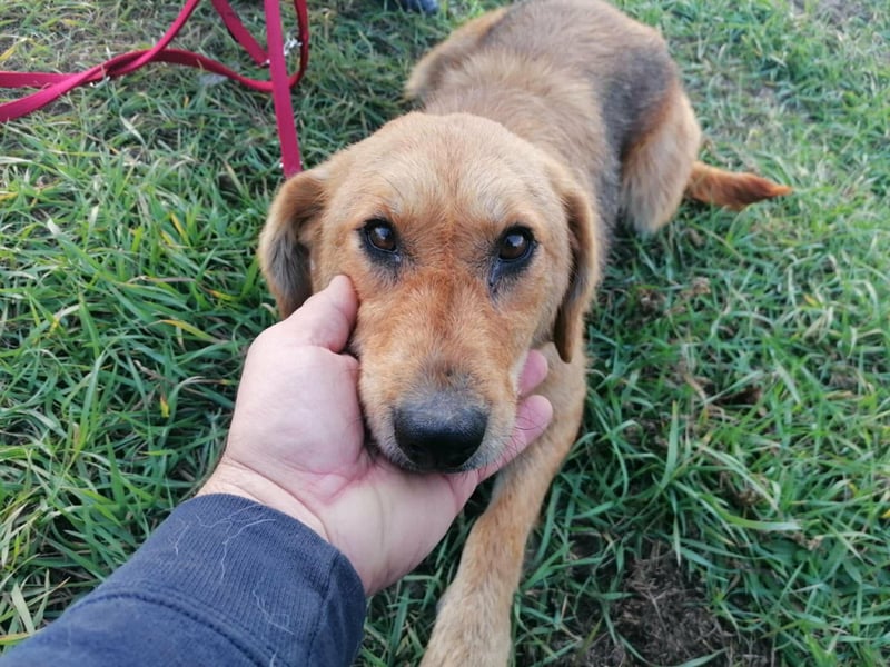 Sophie, geboren 26.06.2022, 48cm sucht ihre Menschen