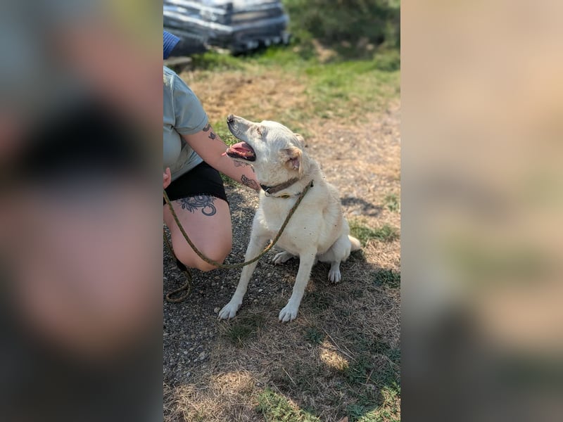 Mirko, geb. 15.10.2021, 49 cm, sucht seine Menschen