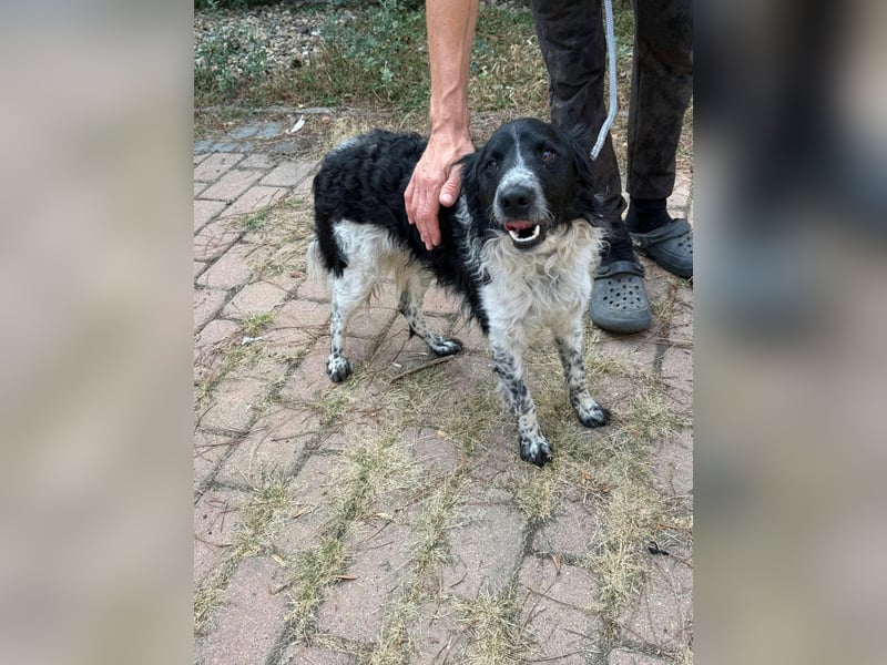 Oreo, geboren 05.03.2025, 47cm sucht seine Familie