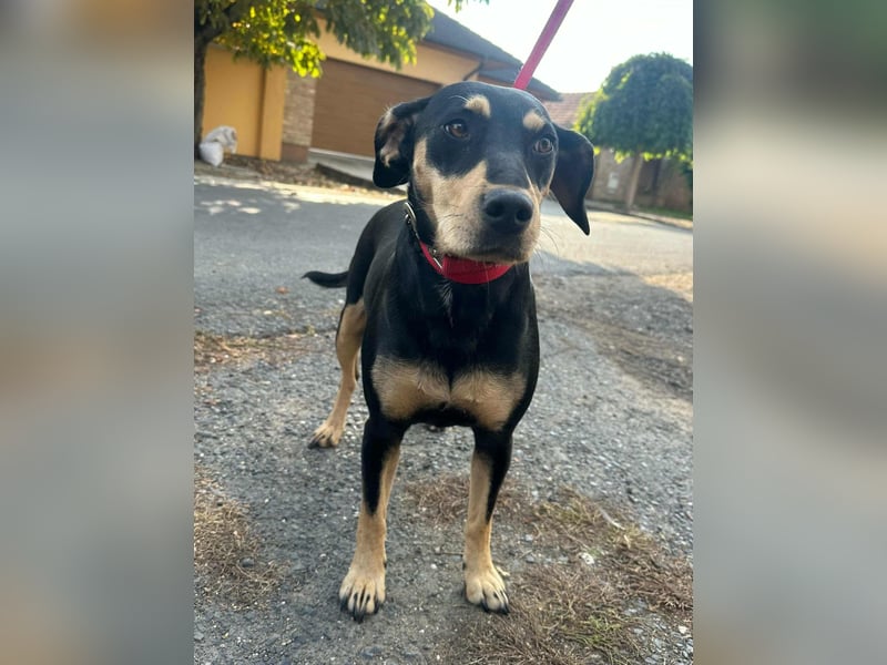 Bella, geboren 05.07.2022, 50cm sucht ihr Zuhause