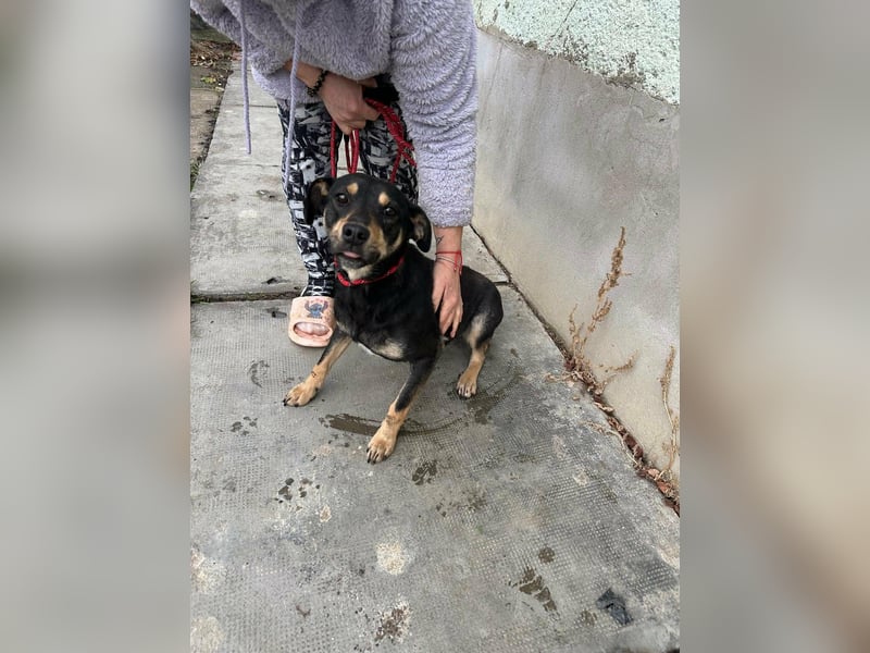 Mirella, geboren 05.12.2023, 46cm sucht ihre Menschen